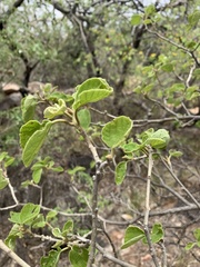 Cordia grandicalyx
