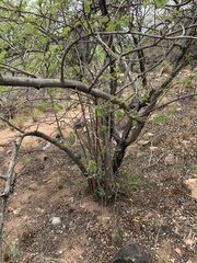 Cordia grandicalyx