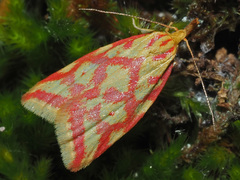 Hypercallia citrinalis