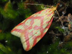 Hypercallia citrinalis