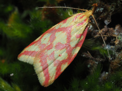 Hypercallia citrinalis
