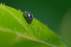 Scymnus rubromaculatus