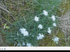 Dianthus acicularis