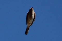 Lanius borealis