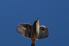 Lanius borealis