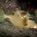 Spotted Trunkfish - Photo (c) Nick Hobgood, some rights reserved (CC BY-NC-ND), uploaded by Nick Hobgood