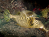 Spotted Trunkfish - Photo (c) Nick Hobgood, some rights reserved (CC BY-NC-ND), uploaded by Nick Hobgood
