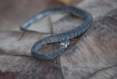 Pareas margaritophorus