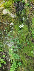 Cardamine dolichostyla