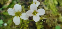 Cardamine dolichostyla