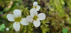 Cardamine dolichostyla