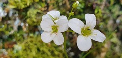 Cardamine dolichostyla