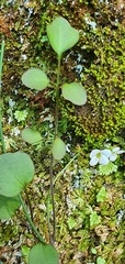 Cardamine dolichostyla