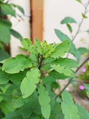 Porophyllum punctatum