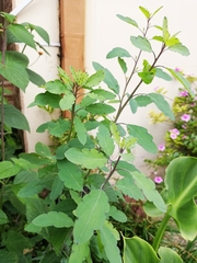 Porophyllum punctatum