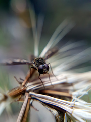Aleucosia danielsorum