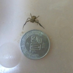 Xysticus