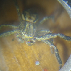 Xysticus