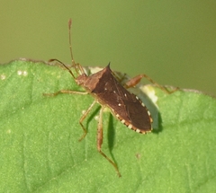 Zicca taeniola