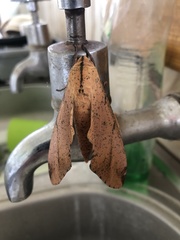 Platysphinx piabilis