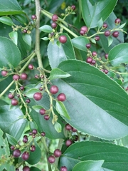 Rhamnus formosana