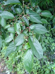 Rhamnus formosana