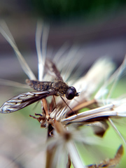 Aleucosia danielsorum