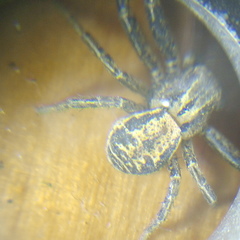 Xysticus