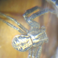 Xysticus