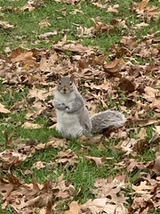 Sciurus carolinensis