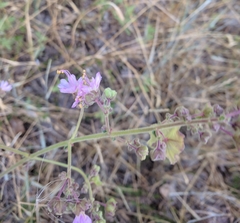 Mirabilis hirsuta