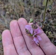 Mirabilis hirsuta