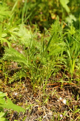 Perideridia gairdneri