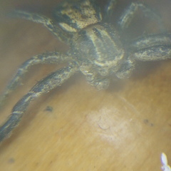 Xysticus