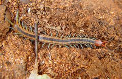 Scolopendra laeta