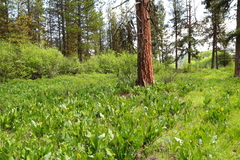Wyethia amplexicaulis