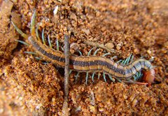 Scolopendra laeta