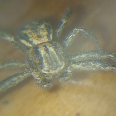 Xysticus