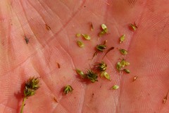Carex siccata