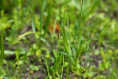 Carex siccata