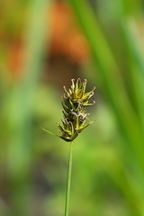 Carex siccata