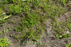 Carex siccata