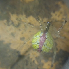 Theridion