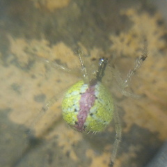 Theridion