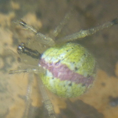 Theridion