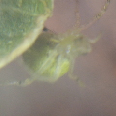 Theridion