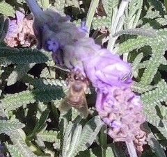 Apis mellifera