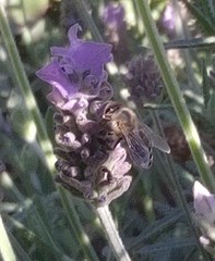 Apis mellifera