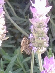 Apis mellifera