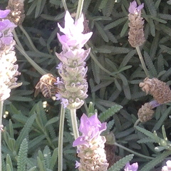 Apis mellifera